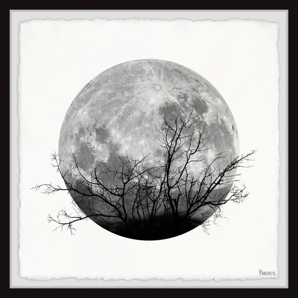 Forest Moon – PARVEZ TAJ