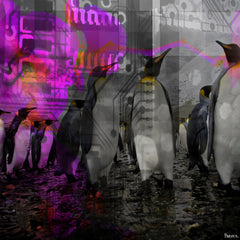 Penguins in Color