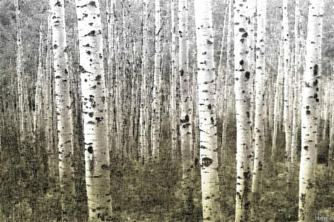 Trees