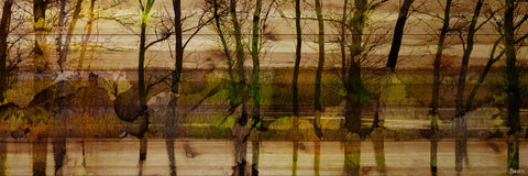Lake Trees