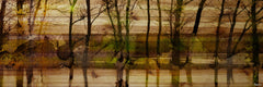 Lake Trees