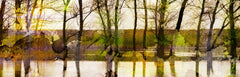 Lake Trees