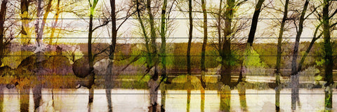 Lake Trees
