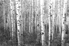 Aspen Highlands