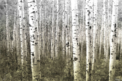 Aspen Highlands