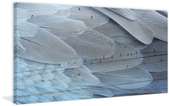 Feather Dreams