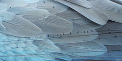Feather Dreams