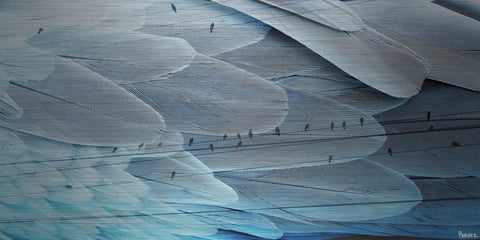 Silver Feathers