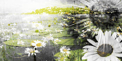 Floating Daisies