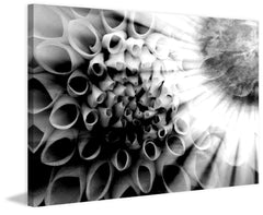 Floral Shadows
