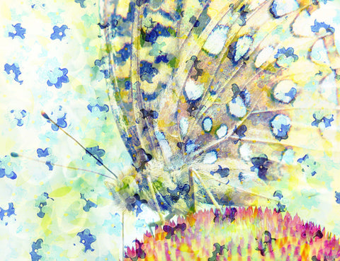 Blue Peacock