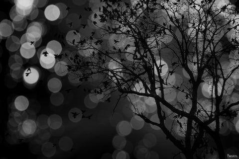 Twinklin Lights
