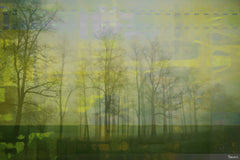 Green Misty Haze