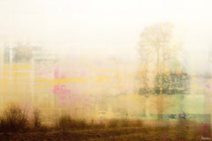 Foggy Scene