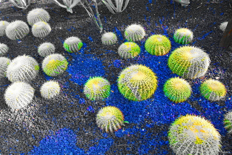 Cactua