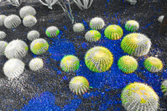 Cactua