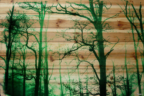 Lost Forest
