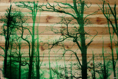 Lost Forest