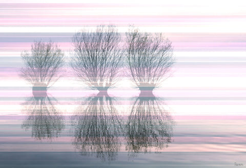 Three Trees