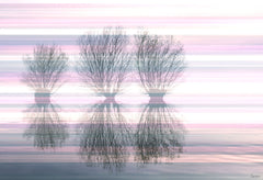Three Trees