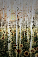 Daisy Forest