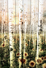 Daisy Forest