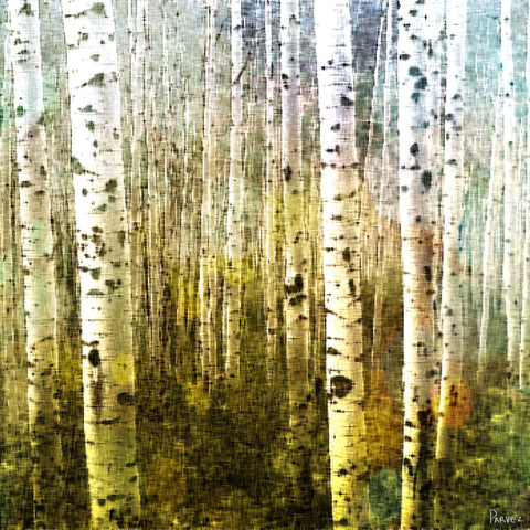 Aspen Ski