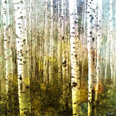 Aspen Ski