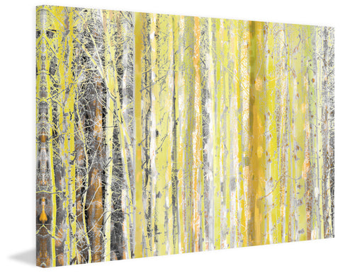 Aspen Forest 2