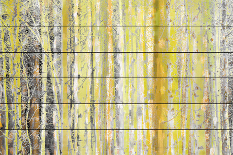 Aspen Forest 2