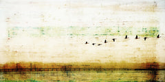 Birds Flying