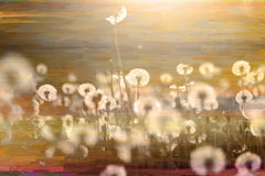 Field
