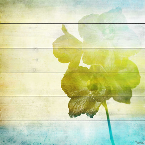 Flowers in the Sun