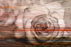 Sleeping Rose