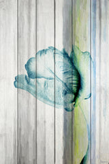 Water Flower
