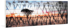 African Landscape