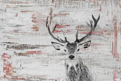 Deer Glare