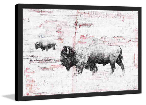 Buffalo Walking