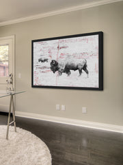 Buffalo Walking