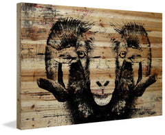 Staring Ram Eyes