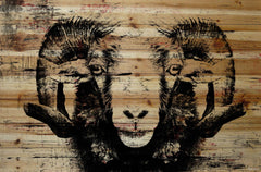 Staring Ram Eyes
