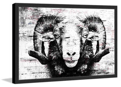 Staring Ram Eyes