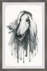 Shaggy Rough Collie