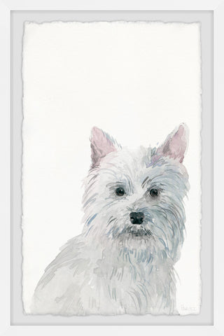 Little White Dog