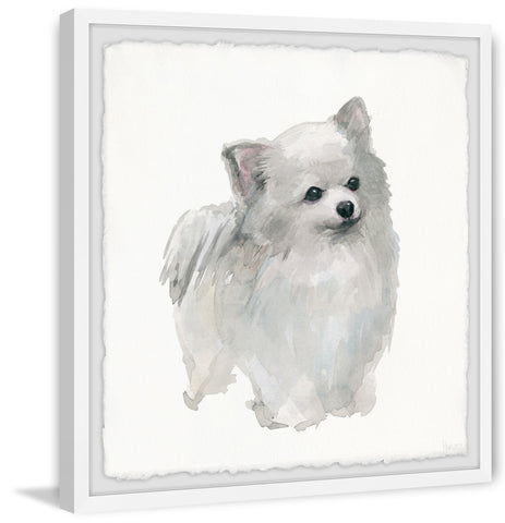 White Pomeranian
