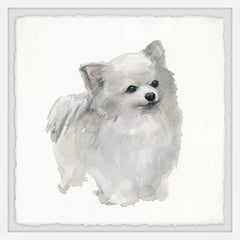 White Pomeranian