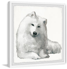 White Spitz