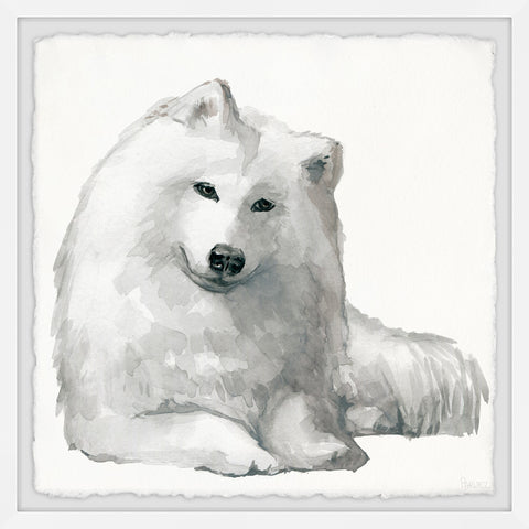 White Spitz