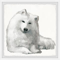 White Spitz