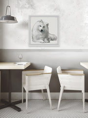 White Spitz